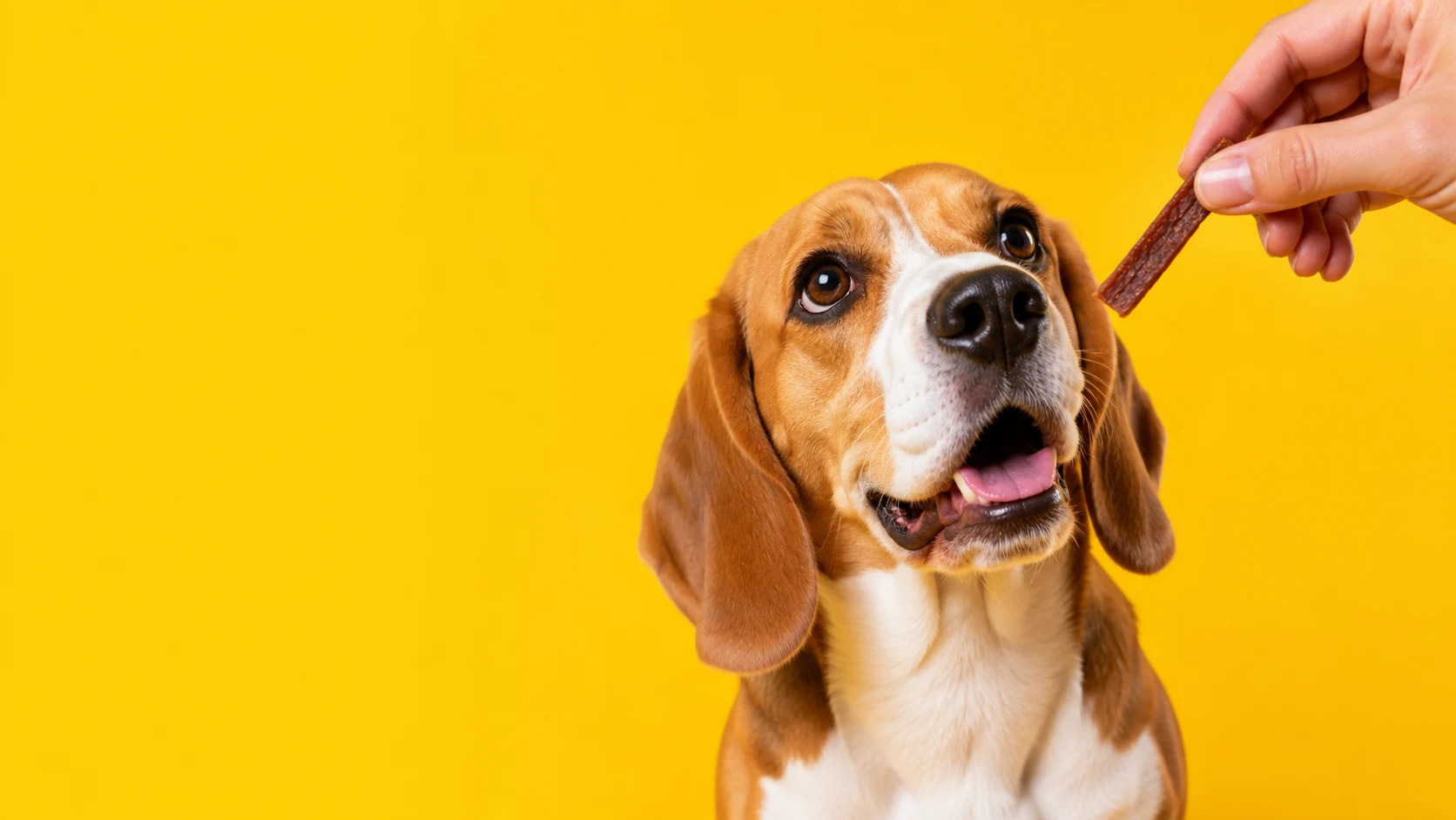 A alegria de um beagle na hora do petisco
